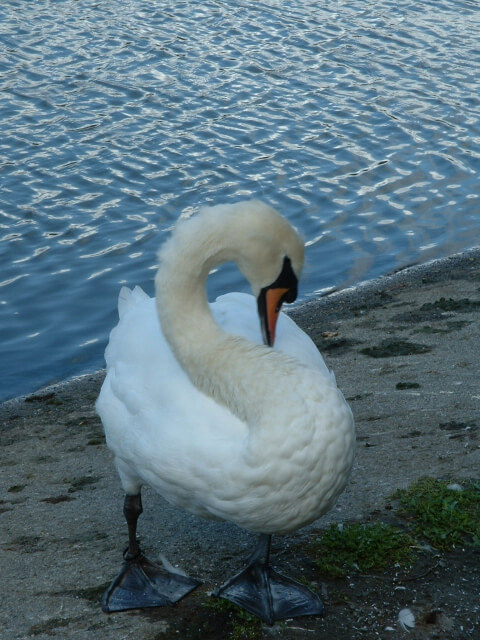 Stanley Park 7th view